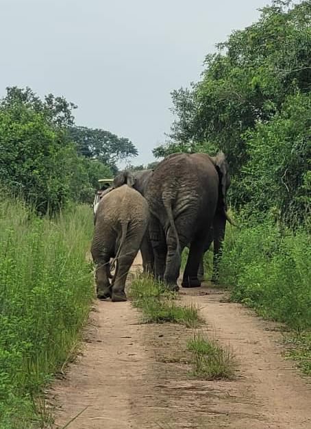 Elephants on a park track in Akagera