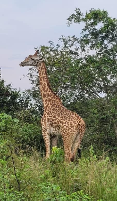 Giraffe among acacia trees in Akagera