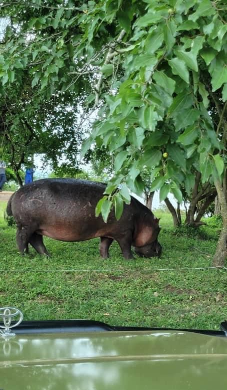 Hippos at the water's edge