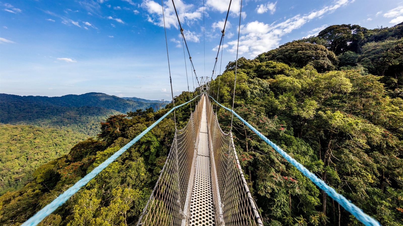 Rwanda's cloud-forest canopy