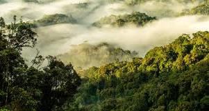 Mist over the forested hills of Nyungwe