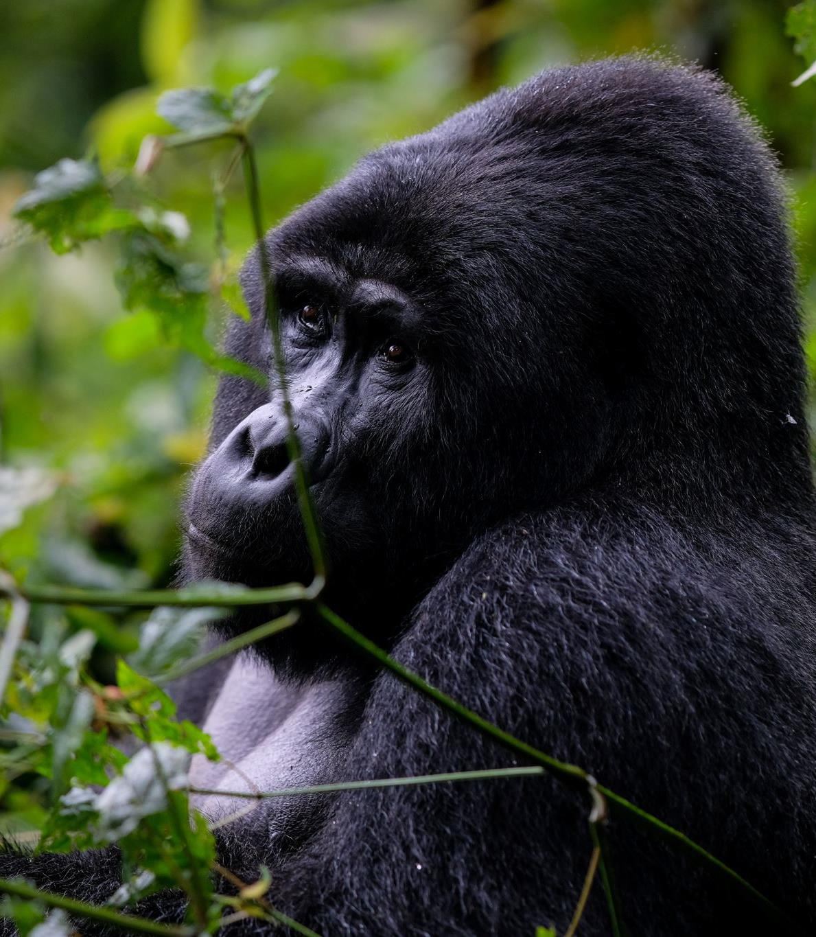 Mountain gorilla in Volcanoes National Park