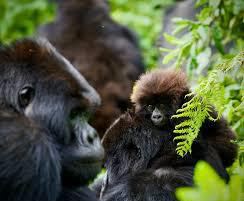 Mother gorilla with infant