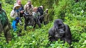 Trekking group with a gorilla in the undergrowth